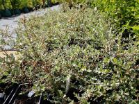 Ива ползучая Грин Карпет (Salix repens Green Carpet) С2